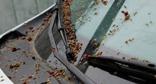 Действительно ли почки деревьев опасны для лакокрасочного покрытия автомобилей? Действительно ли почки деревьев опасны для лакокрасочного покрытия автомобилей?